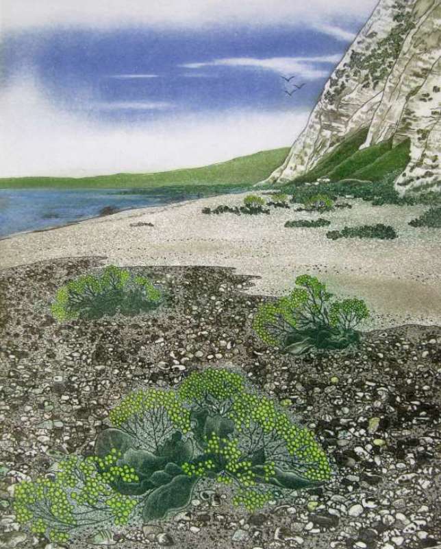 Shingle Beech